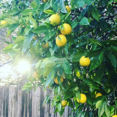 translation rights agency